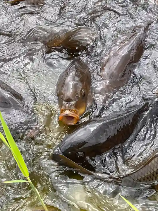 正法山達磨寺(北海道)