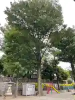 北澤八幡神社の自然