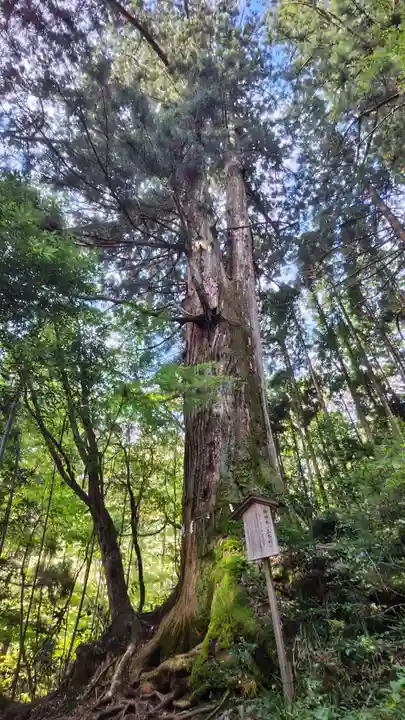 花園神社の自然