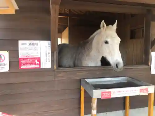 鹿児島神宮(鹿児島県)
