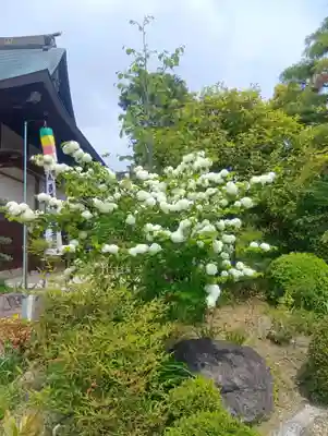 間々観音（龍音寺）(愛知県)