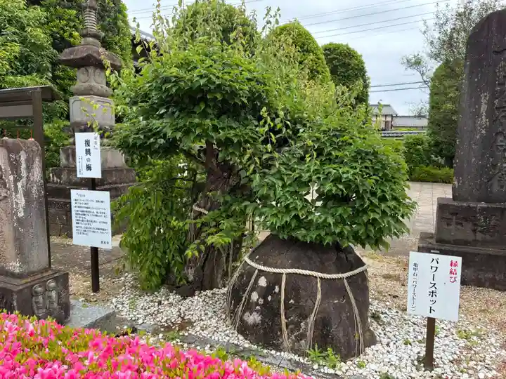 真光寺(千葉県)