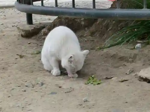 今戸神社の動物
