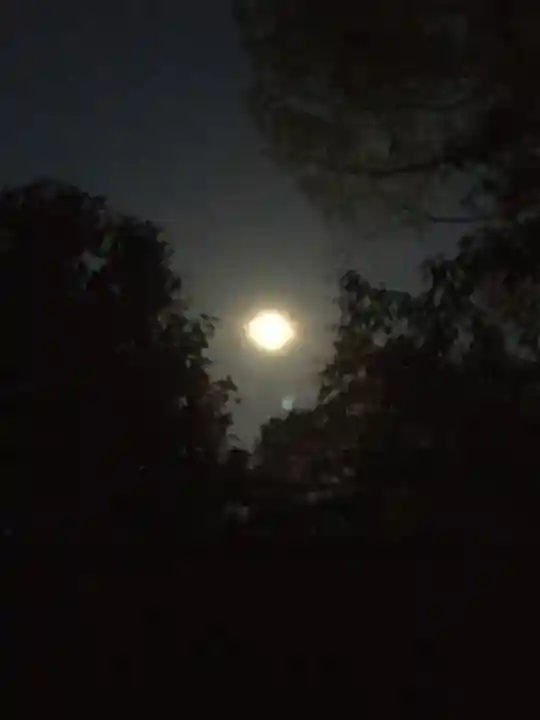 溝旗神社(肇國神社)の自然