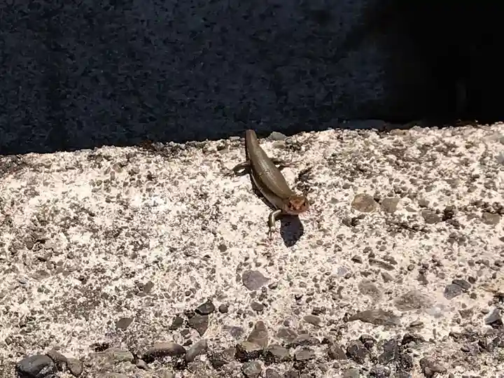 不老神社(福井県)