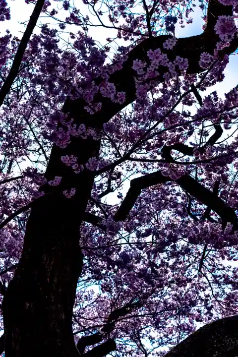新城藤原神社(長野県)