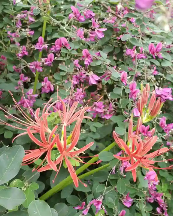 沙沙貴神社の自然