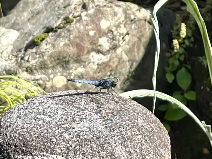 若宮神明社の動物