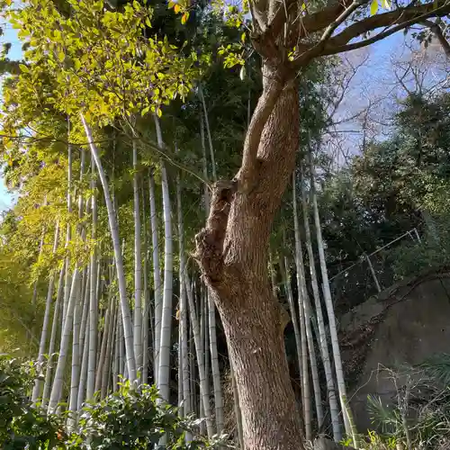 新羽杉山神社の自然