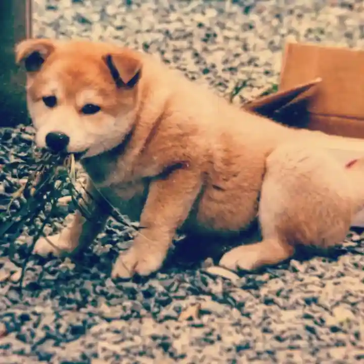 神田神社(神田明神)の動物