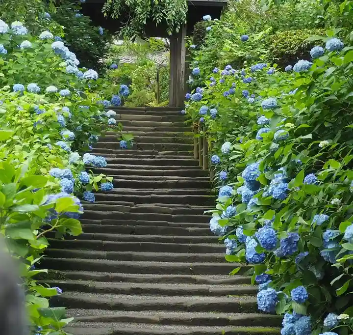 明月院(神奈川県)