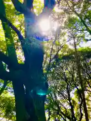 日枝神社の自然