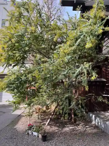 蔵前神社の自然