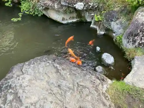 達磨寺(群馬県)