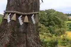 阿久津「田村神社」（郡山市阿久津町）旧社名：伊豆箱根三嶋三社の自然