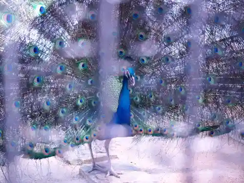 鎮西大社諏訪神社の動物