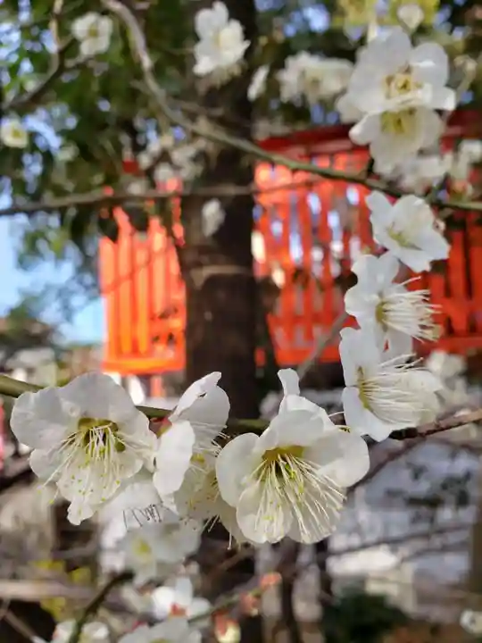 馬橋稲荷神社の自然