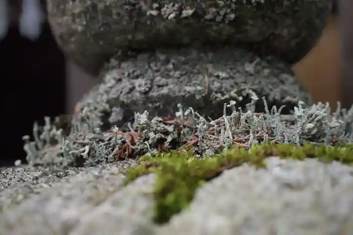三峯神社の自然
