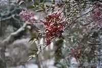 元三大師安楽寺の自然