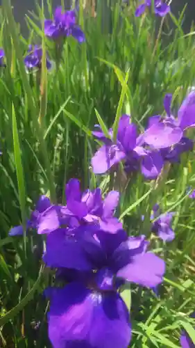 住吉神社（下津住吉町）の自然