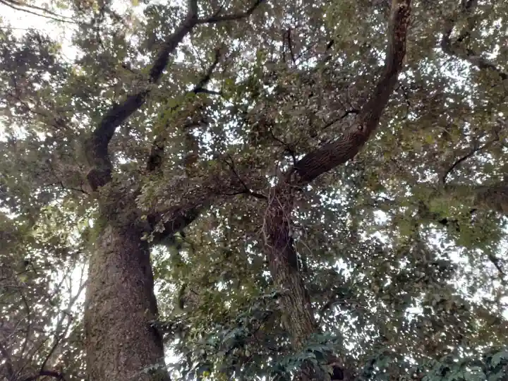 賀茂別雷神社(上賀茂神社)の{uncategorized: "未分類", other: "その他", undefined: "問題あり", building: "その他建物", grave: "お墓", sacred_gate: "鳥居", guardian: "狛犬", statue: "像", buddha: "仏像", history: "歴史", nature: "自然", garden: "庭園", animal: "動物", pagoda: "塔", temizu: "手水舎", mountain_gate: "山門・神門", sanctuary: "本殿・本堂", subordinate: "末社・摂社", art: "芸術", scenery: "景色", jizo: "地蔵", ema: "絵馬", goshuin: "御朱印", omikuji: "おみくじ", items: "授与品その他", amulet: "お守り", goshuincho: "御朱印帳", eats: "食事", festival: "お祭り", votive_dance: "神楽", shichigosan: "七五三参", wedding: "結婚式", experience: "体験その他", initially: "初詣", around: "周辺", anti_infection: "感染症対策"}