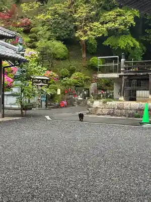 大聖寺(京都府)