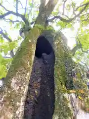 新北神社の自然