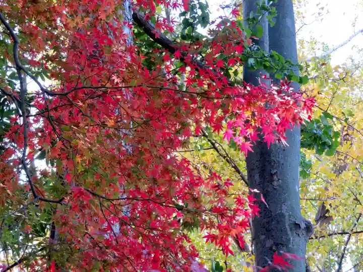 篠原八幡神社の自然