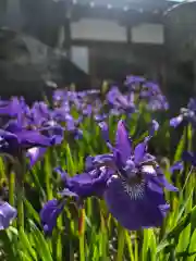 松本山　地福禅寺(滋賀県)