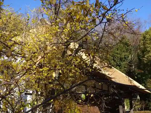 横浜　西方寺の自然