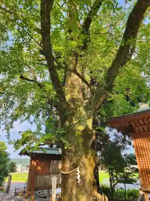 豊玉姫神社の自然
