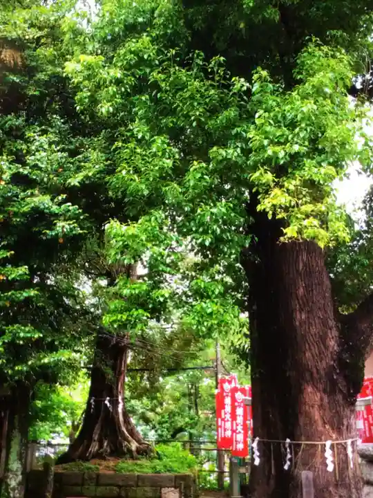 諏訪神社(東京都)