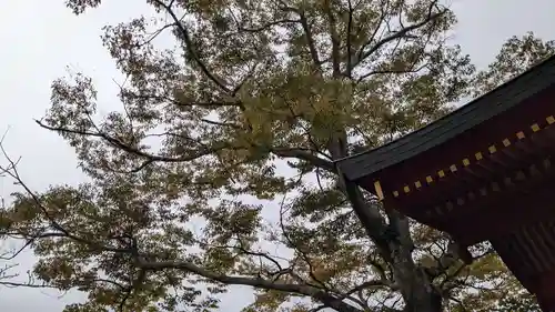 旗上弁財天社の自然