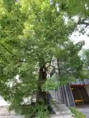 赤城神社の自然