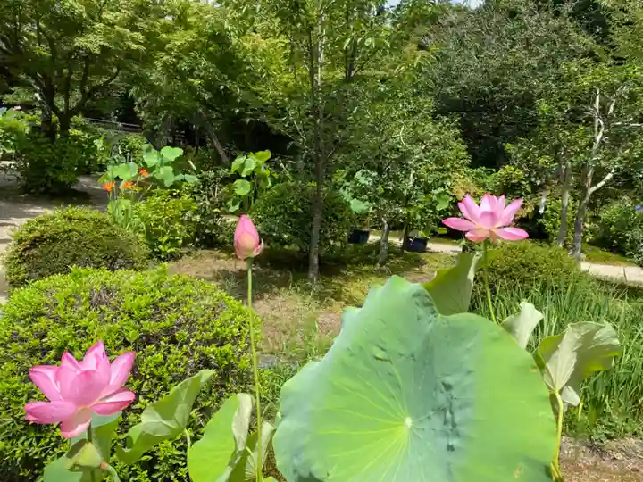 法金剛院(京都府)
