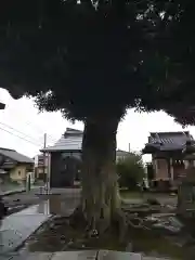 境香取神社の自然