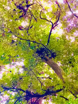 成田熊野神社の自然