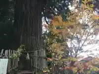 戸隠神社奥社(長野県)