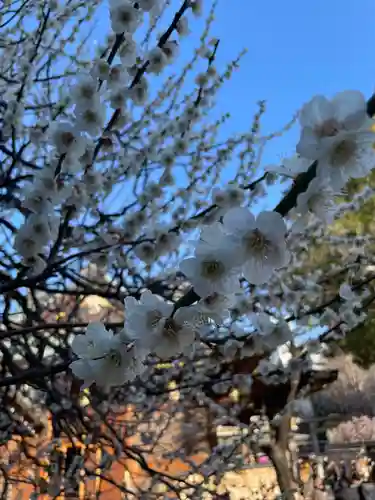 湯島天満宮の自然