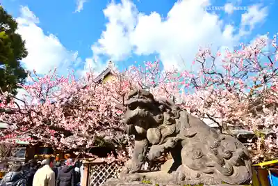 湯島天満宮(東京都)