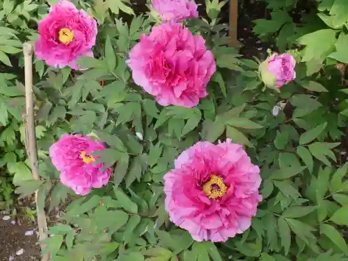 東長谷寺　薬王院の自然