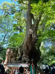 來宮神社の自然