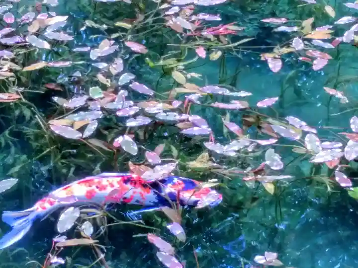 根道神社の動物