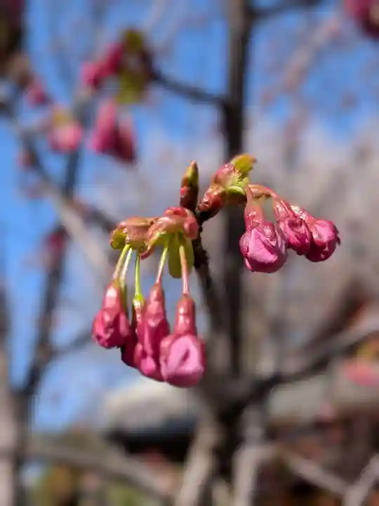鳩森八幡神社(東京都)