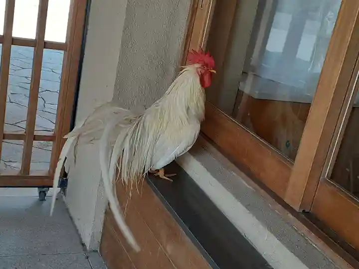 伊勢神宮内宮(皇大神宮)の動物