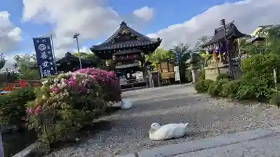 神泉苑(京都府)