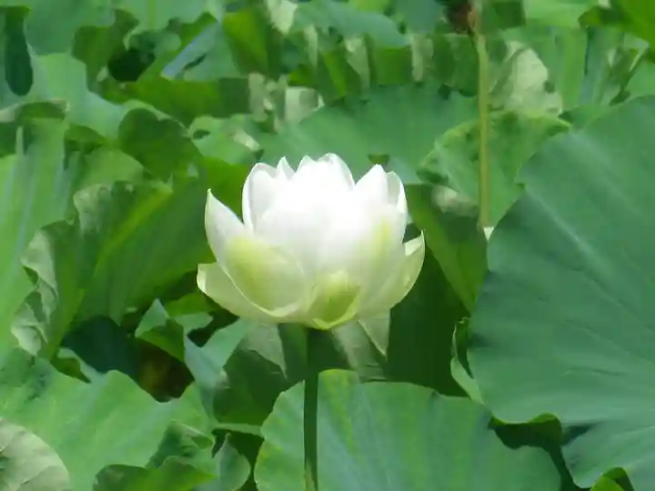 鶴岡八幡宮の自然