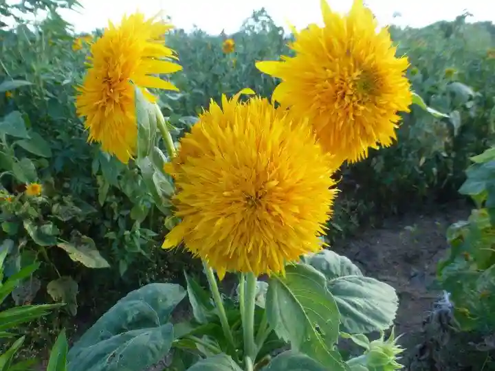 白崎神社(山口県)