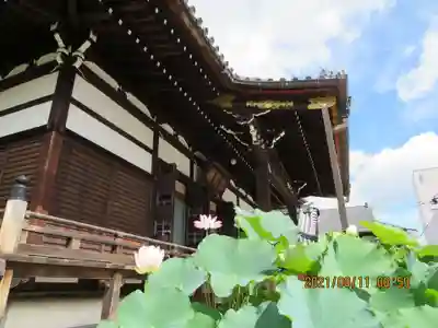 善導寺の本殿・本堂
