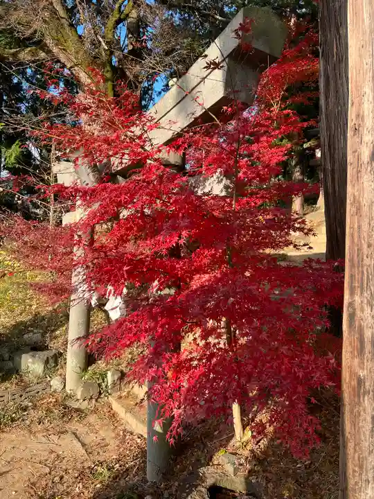 若宮八幡神社の自然